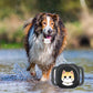 🐈Localisateur de collier multifonctionnel pour animaux de compagnie