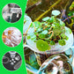 Panier Transparent Multifonctionnel à Pince pour Culture Hydroponique