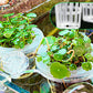 Panier Transparent Multifonctionnel à Pince pour Culture Hydroponique